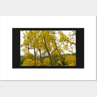 Wild fennel yellow flower Posters and Art